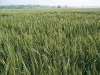 【国审小麦种子 周麦22 农作物种子-河南新农种业】价格,厂家,农作物种子、种.